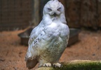 012-snowy owl