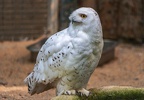 014-snowy owl