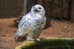 015-snowy owl