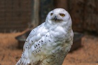 016-snowy owl