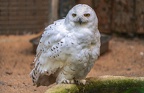 017-snowy owl