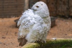 018-snowy owl