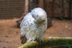 019-snowy owl