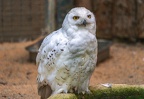 020-snowy owl