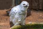 021-snowy owl