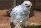 022-snowy owl