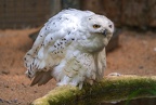 024-snowy owl