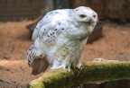 025-snowy owl