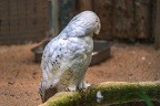 026-snowy owl