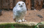 027-snowy owl