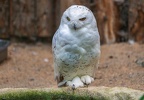 028-snowy owl