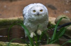 029-snowy owl