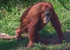 030-sumatra orang-utan