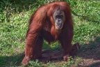 032-sumatra orang-utan