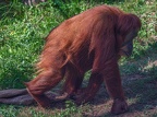 034-sumatra orang-utan