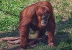 035-sumatra orang-utan