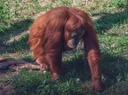 037-sumatra orang-utan