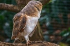 039-barn owl