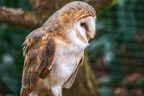 040-barn owl