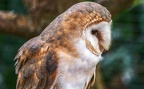 041-barn owl