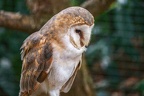 042-barn owl