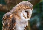 043-barn owl