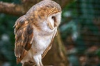 044-barn owl