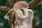 045-barn owl