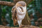 046-barn owl