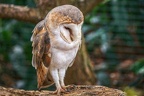 047-barn owl