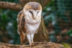 048-barn owl