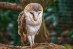 050-barn owl