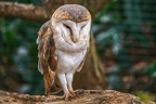 051-barn owl