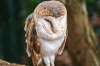 052-barn owl