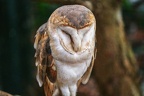 053-barn owl