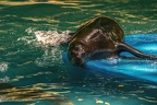 063-california sea lion