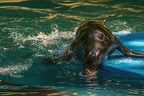 065-california sea lion