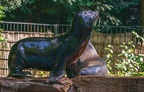 094-california sea lion