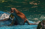 103-california sea lion