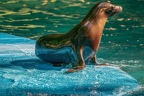 112-california sea lion