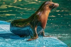 113-california sea lion