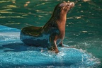 114-california sea lion
