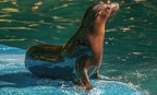 115-california sea lion