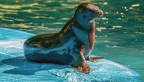 117-california sea lion