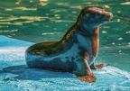 120-california sea lion