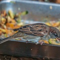 176-sparrowhawk
