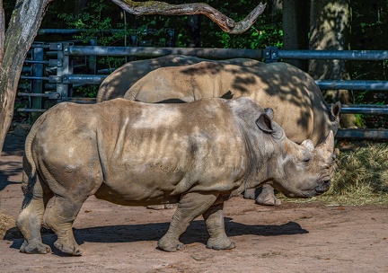 180-white rhino