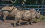 181-white rhino