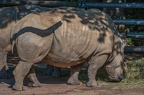 182-white rhino