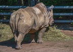 183-white rhino